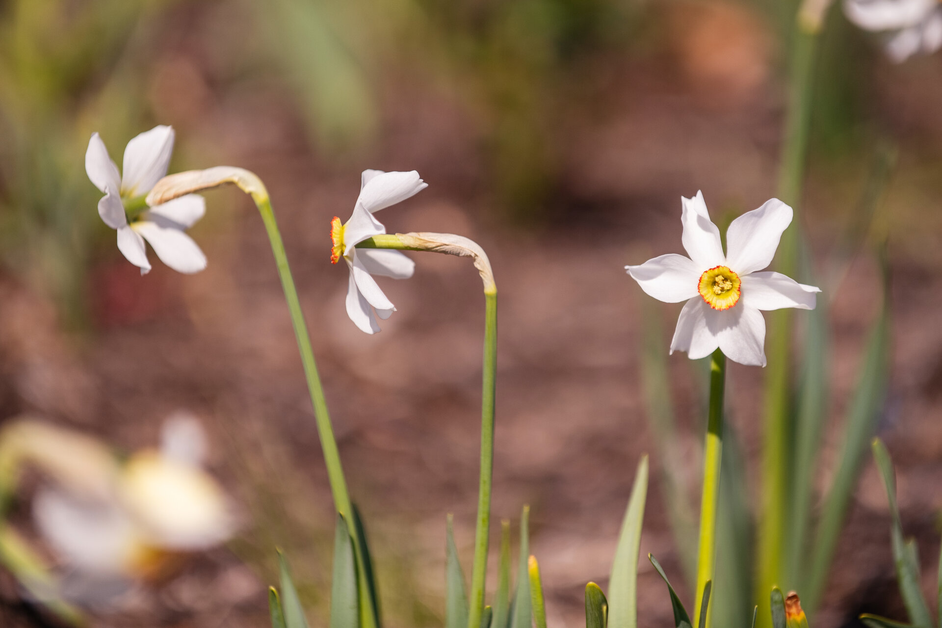 Narcissus poeticus var. recurvus